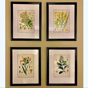 Four Vintage Botanical Floral Prints (8x10) ***Frames not included***